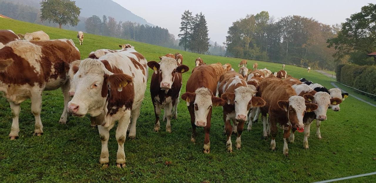 Ferienwohnung Im Gartenparadies Eurasburg Extérieur photo